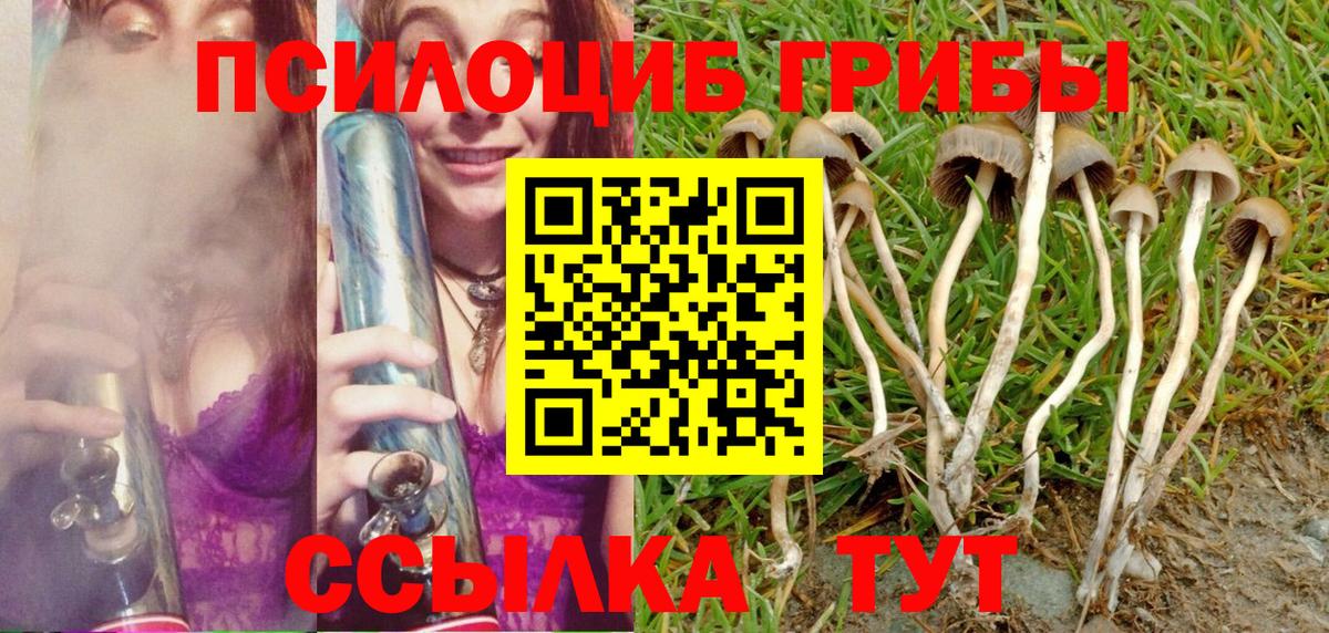 Псилоцибиновые грибы Cubensis Тамбов